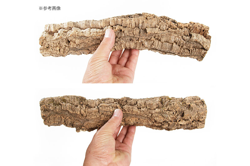 形状お任せ 筒型コルク SSサイズ 長さ30cm エアプランツ 着生植物