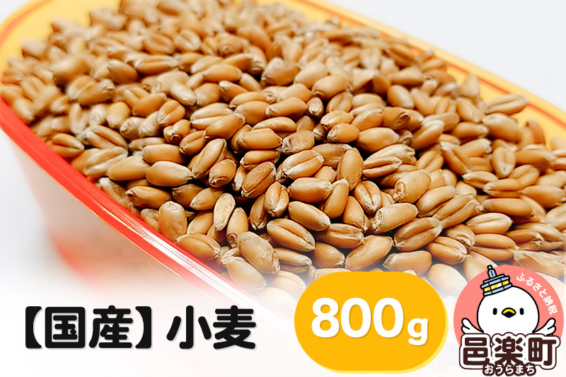 【国産】小麦 800g×1袋 サイトウ・コーポレーション 飼料