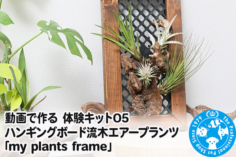 動画で作る 体験キット05 ハンギングボード流木エアープランツ「my plants frame」