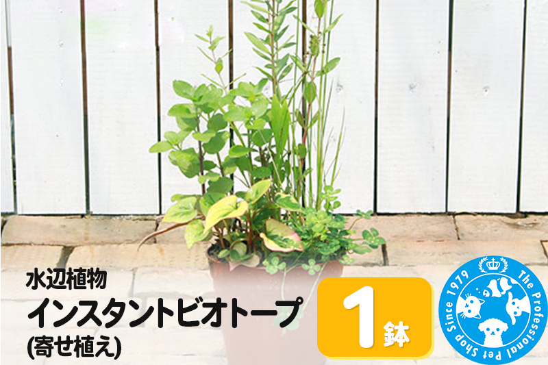 水辺植物 インスタントビオトープ(寄せ植え)(1鉢)