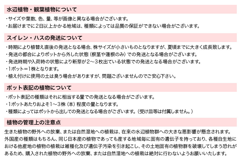 睡蓮 おまかせ温帯性品種睡蓮 色指定なし1株×2種(合計2株)