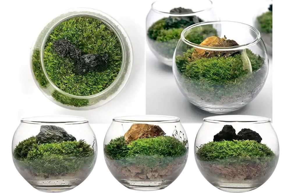 苔 種類おまかせ 本物で作る 小さな苔テラリウム カプセルトイ 30個セット 株式会社チャーム charm