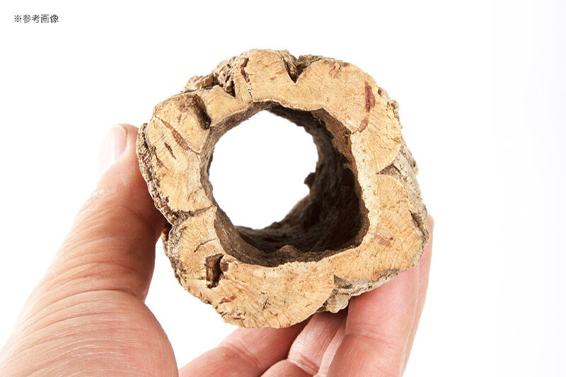 形状お任せ 筒型コルク SSサイズ 長さ15cm エアプランツ 着生植物 [株式会社チャーム charm コルク樹皮 バックパネル ビバリウム 養生植物]