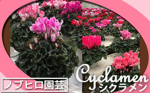 【ノブヒロ園芸】シクラメン　6号鉢　＜ピンク系＞【11100-0183】