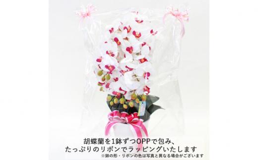 é è± ã·ã«ã¯ãã©ã¯ãŒã®è¡è¶èã®é¢æ€ 5æ¬ç« CTè§Šåª ãã¯ã€ãã€ãšããŒ ïŒ ãè± ã³ãã§ãŠã©ã³ åŒçç