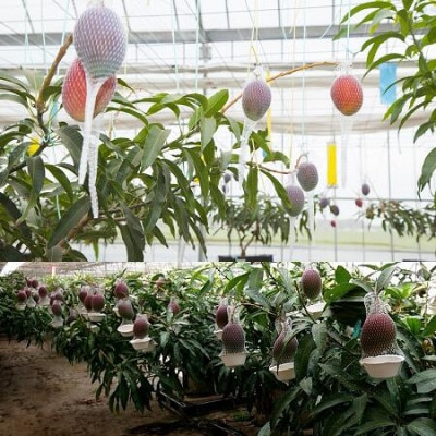 ãæ°ééå®ã»2023幎çºéãããŸã¿ãããã³ãŽãŒ1.5kgãé
éäžå¯å°åïŒé¢å³¶ãã1247331ã