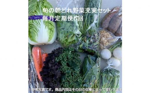 旬の朝どれ野菜充実セット×6回 ／ やさい 朝採れ 埼玉県