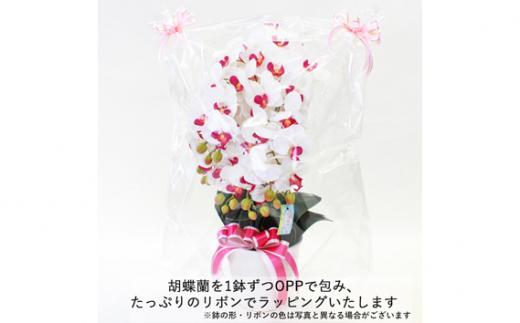 造花 シルクフラワーの胡蝶蘭の鉢植 5本立 CT触媒 ライトパープル ／ お花 コチョウラン 埼玉県