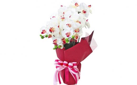 造花 シルクフラワーの胡蝶蘭の鉢植 3本立 光触媒 ホワイトオーキッド ／ お花 コチョウラン 埼玉県