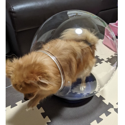 出入口ヨコ-町工場の猫好き社員が開発!犬・猫ちゃんの可愛い姿を見る為のペットの金魚鉢(アクリル樹脂)【1616504】