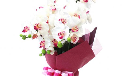 造花 シルクフラワーの胡蝶蘭の鉢植 3本立 光触媒 ホワイトオーキッド ／ お花 コチョウラン 埼玉県