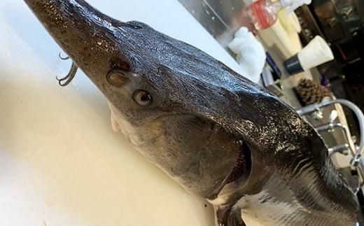 小江戸黒豚鉄板懐石オオノ食事券 ／ チケット 和食料理 埼玉県