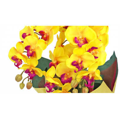 é è± ã·ã«ã¯ãã©ã¯ãŒã®è¡è¶èã®é¢æ€ã 3æ¬ç« CTè§Šåª ã€ãšããŒã1357837ã