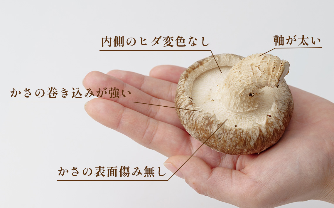 行田産こだわり生椎茸　約1.04kg No.004