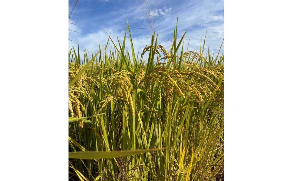 埼玉県行田産にこまる（玄米）5kg×1 ／ にこまる 玄米 5kg 特別栽培米 大粒 米 甘み 粘り 冷めても美味しい お弁当 おにぎり 毎日食べる米 健康志向 食感 粒立ち 埼玉県 No.518