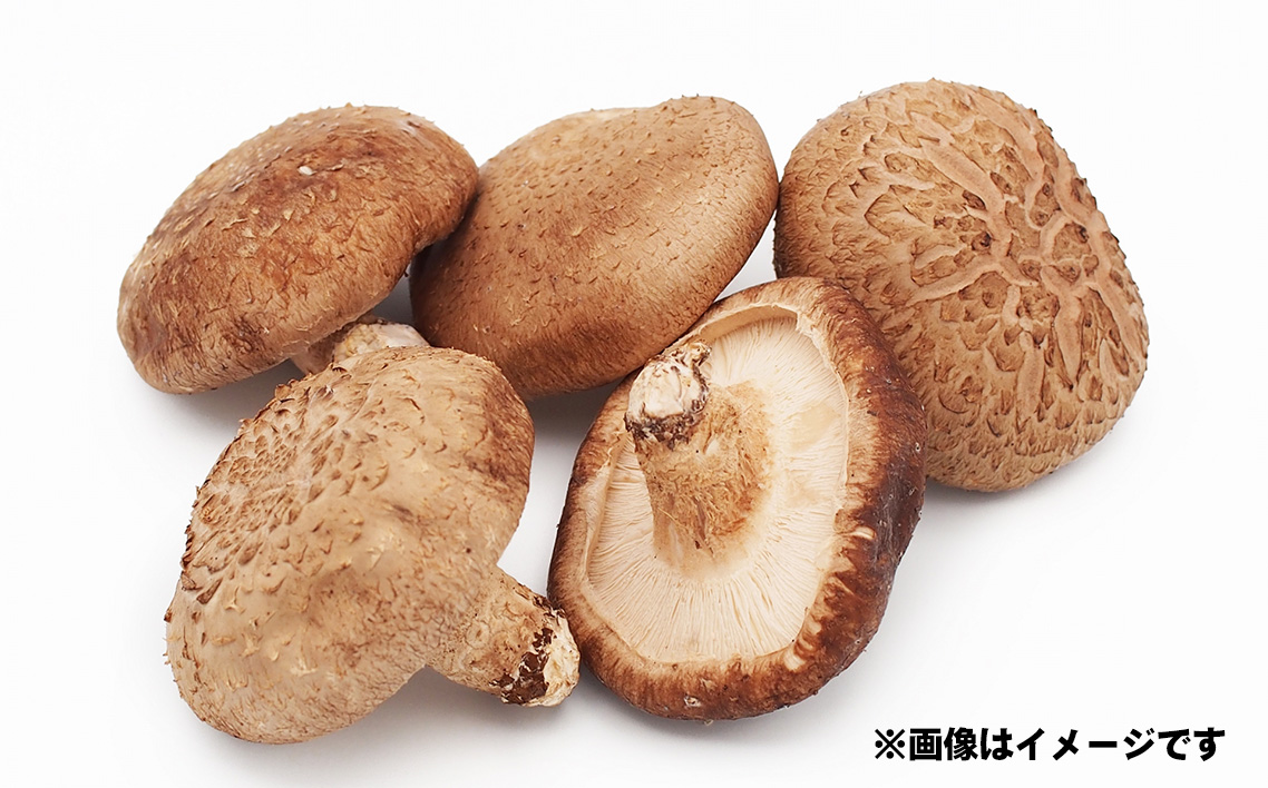 謗。繧後◆縺ヲシ∵眠魄ョ驥手除隧ー繧∝粋繧上○5遞ョ No.503