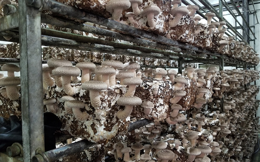 訳ありでも美味しい！自然の恵み生椎茸720g No.467