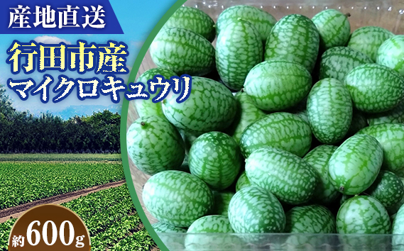 【産地直送】行田市産マイクロキュウリ　600g No.395