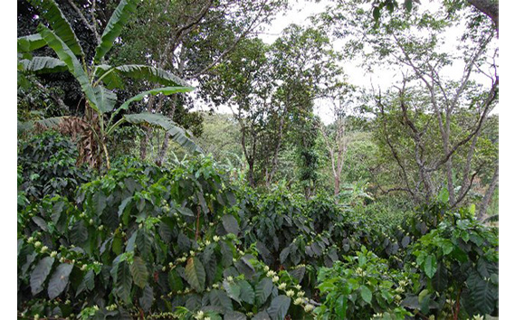 自家焙煎珈琲　リッチセット　ブラジルサントスNo．2/グアテマラSHB（粉 ドリップ） No.463-02