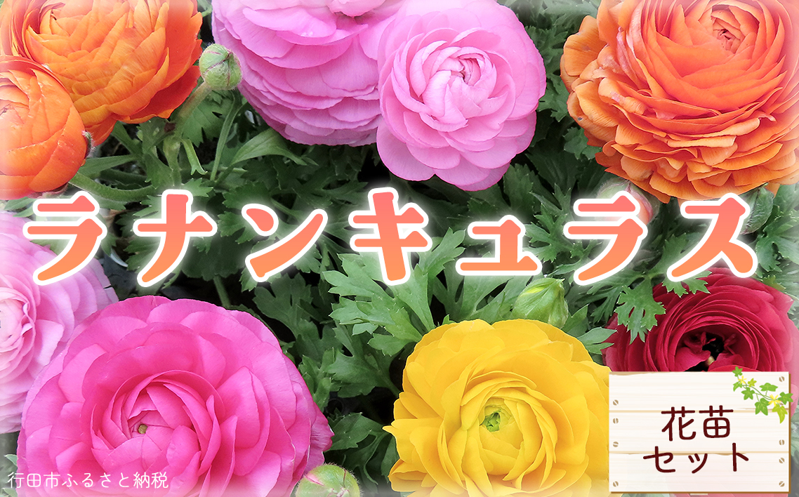 ラナンキュラス　寄せ植え　10寸鉢 No.024
