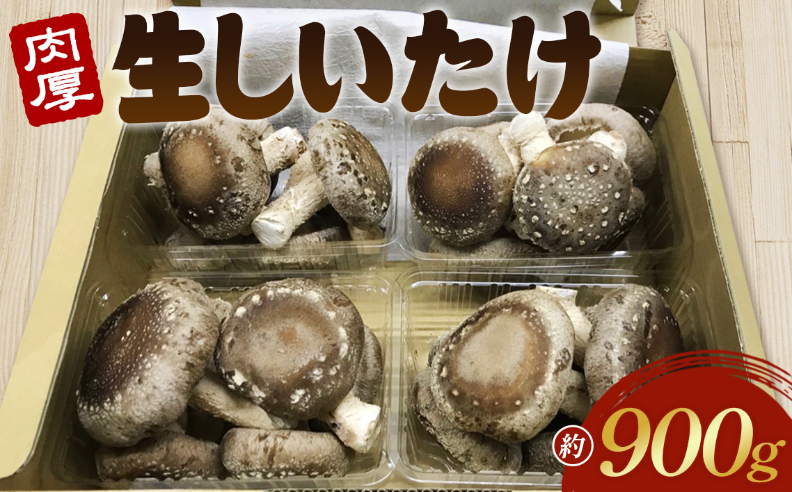 行田産こだわり生椎茸　約900g No.135