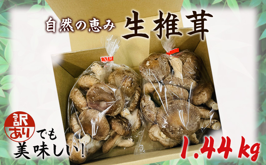 訳ありでも美味しい！自然の恵み生椎茸1.44kg No.468