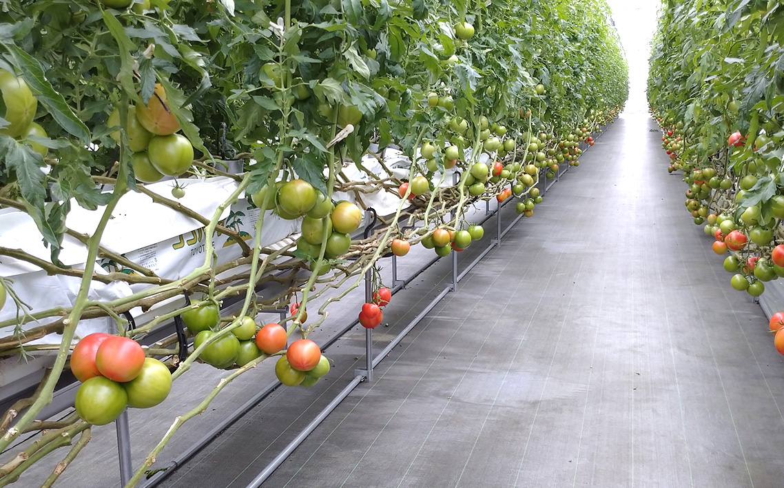 トマト いろいろ詰合せセット 1.8kg入り箱 No.508