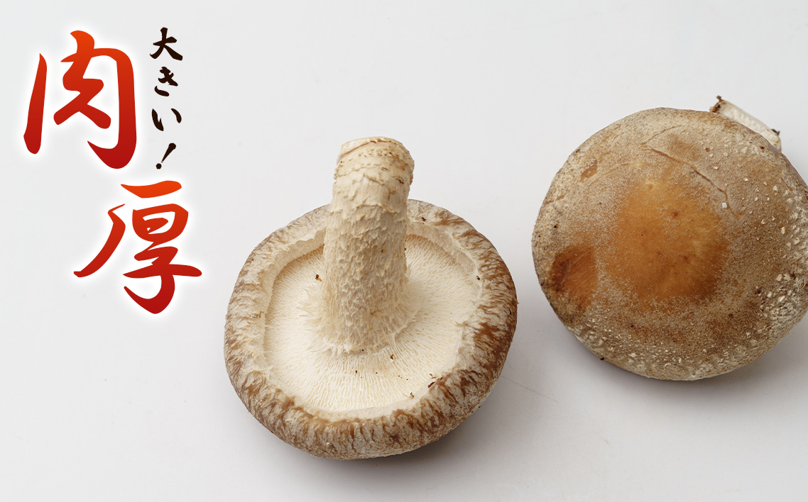 行田産こだわり椎茸セット（生椎茸・干し椎茸） No.005