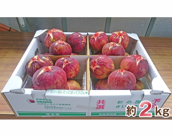 大きな実が自慢の「生いちじく」約2kg No.006