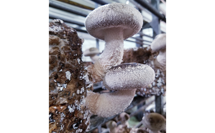 訳ありでも美味しい！自然の恵み生椎茸1.44kg No.468