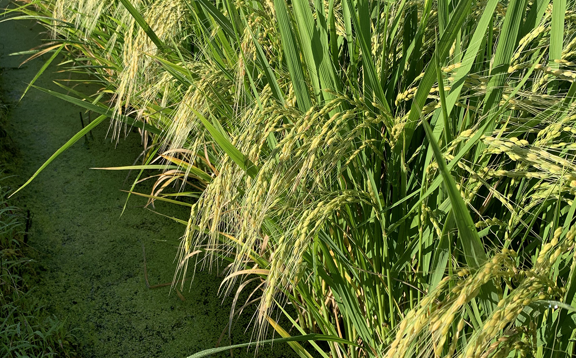 埼玉県行田市産のお米　次世代の夢　5kg　未検査米　精米 ／ 米 5kg 白米 精米 国産米 未検査米 ふっくら 甘み 粒立ち 粘り 和食に合う 弁当向き 家庭用 コスパ 食卓用 毎日使い お取り寄せ グルメ 埼玉県産 行田市産 新品種 生産者開発 次世代品種 埼玉県 No.525