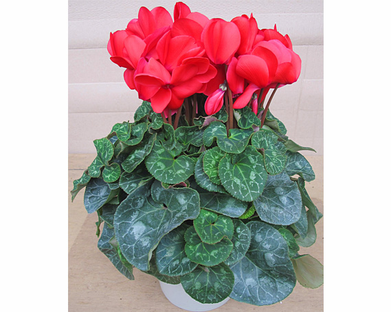 シクラメン　6号鉢 No.020