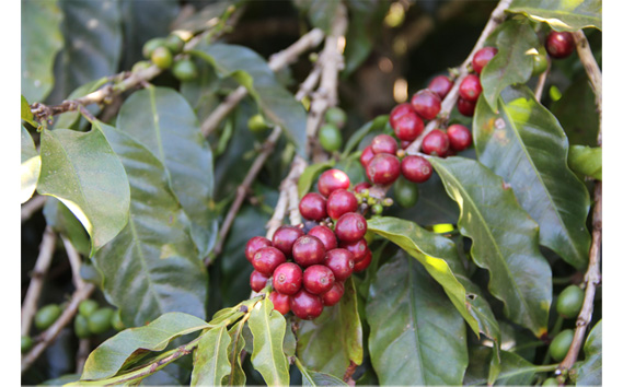 自家焙煎珈琲　リッチセット　ブラジルサントスNo．2/グアテマラSHB（粉 ドリップ） No.463-02