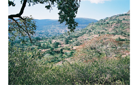 èªå®¶çç
ã³ãŒããŒããšããªãã¢ãã²ã·ã£ãã¬ããžèŸ²åãã²ã€ã·ã£ãããã¥ã©ã«ïŒç² ããªããïŒ No.465-02