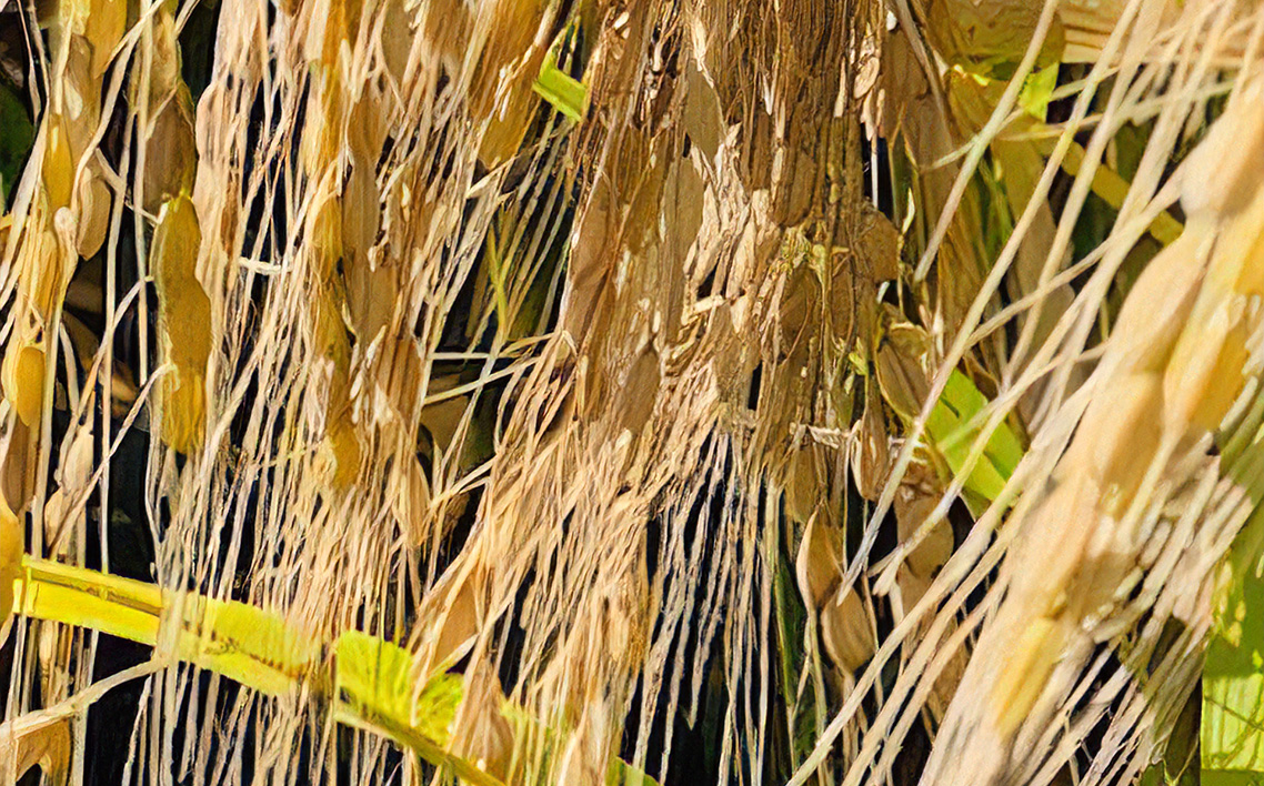 埼玉県行田市産のお米　次世代の七光　5kg　未検査米　精米 ／ 米 5kg 白米 精米 国産米 未検査米 大粒 食べごたえ ふっくら 甘み 粒立ち 粘り 和食に合う 弁当向き 家庭用 コスパ 食卓用 毎日使い お取り寄せ グルメ 埼玉県産 行田市産 新品種 生産者開発 次世代品種 埼玉県 No.526