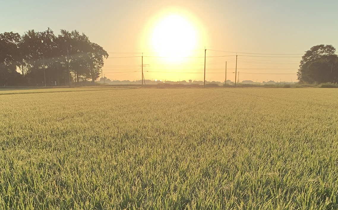 埼玉県行田市産のお米　次世代の夢　5kg　未検査米　精米 ／ 米 5kg 白米 精米 国産米 未検査米 ふっくら 甘み 粒立ち 粘り 和食に合う 弁当向き 家庭用 コスパ 食卓用 毎日使い お取り寄せ グルメ 埼玉県産 行田市産 新品種 生産者開発 次世代品種 埼玉県 No.525