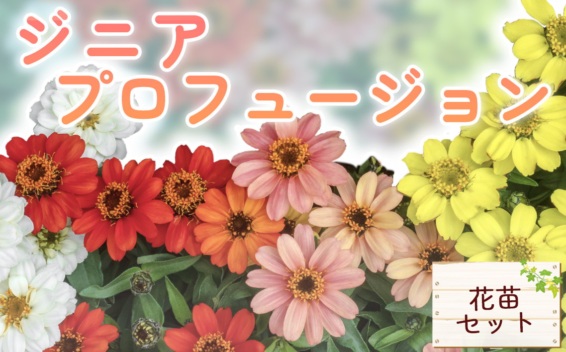 ジニア　プロフュージョン花苗セット No.022