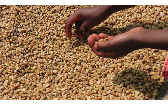 èªå®¶çç
ã³ãŒããŒããšããªãã¢ãã²ã·ã£ãã¬ããžèŸ²åãã²ã€ã·ã£ãããã¥ã©ã«ïŒè±ã®ãŸãŸïŒ No.465-01