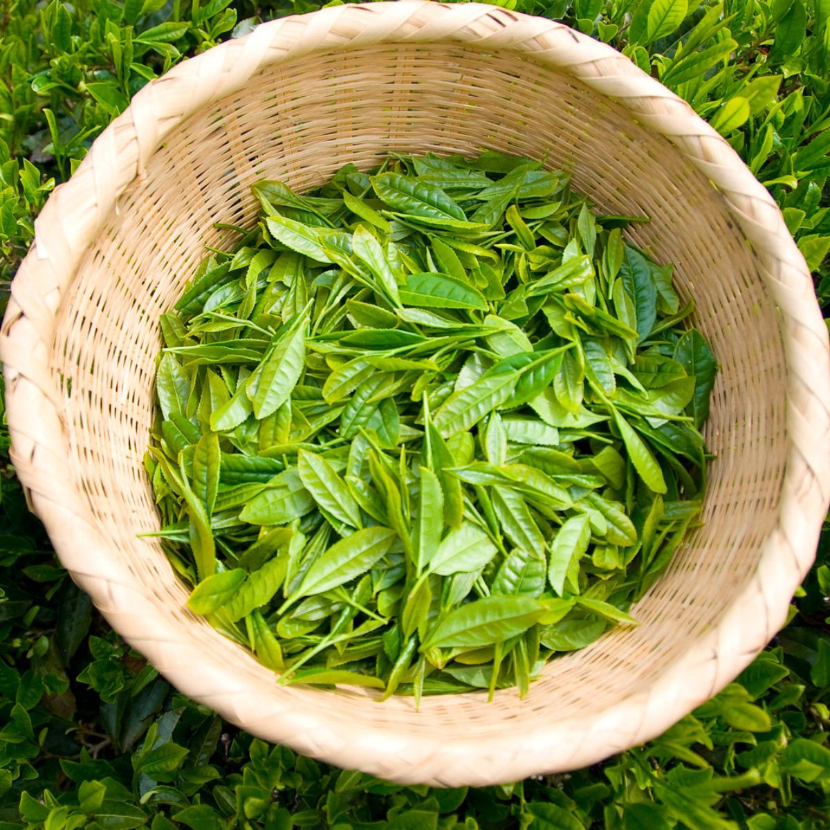 ïŒäžçªè¶ã®æ°èœã䜿çšïŒçå±±è¶ ãã¶ãç
è¶ è©°åã 100gÃ5è¢ | è¶ ãè¶ æ¥æ¬è¶ çå±±è¶ ç·è¶ ç
è¶ ãã¶ãè¶ äžçªè¶ æ¿å ã³ã¯ éŠã é¢šå³ æšå³ ãŸããã çŸå³ãã ãããã ã®ãã ãåç£ ãã¬ãŒã³ã åŒçç ææ²¢åž