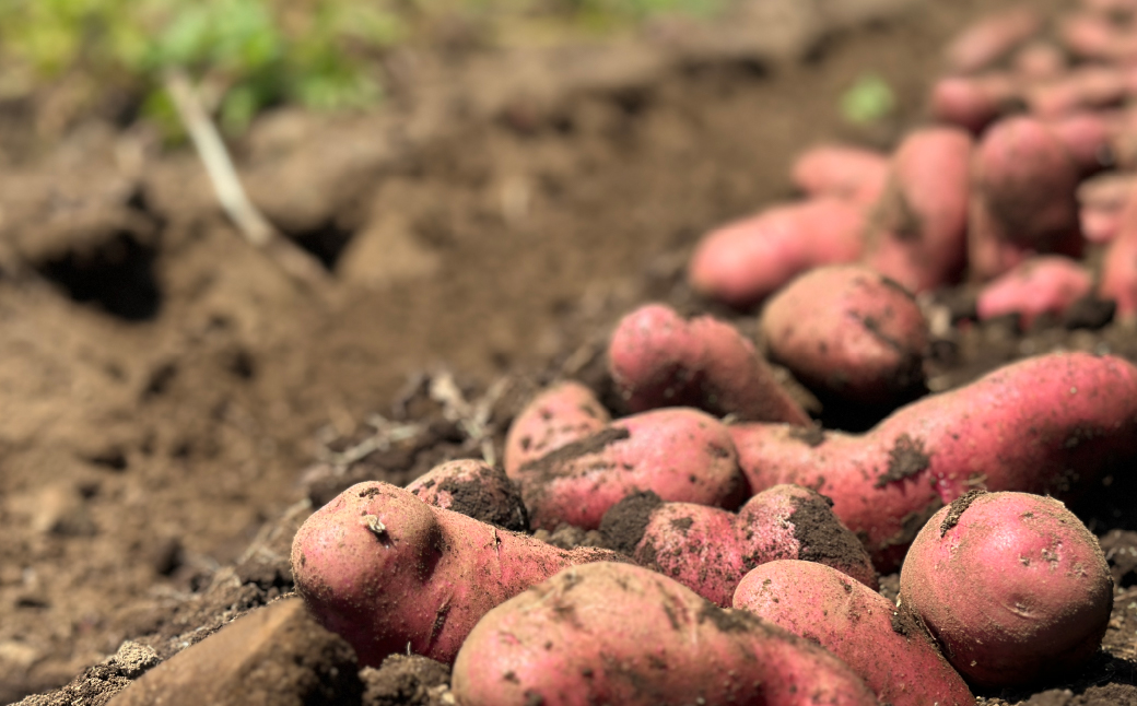 ＜定期便＞Farm Prideが育てた旬の野菜定期便 計5回 | 人参 にんじん ニンジン キャロット じゃがいも キタアカリ インカのめざめ ノーザンルビー 里芋 枝豆 野菜 緑黄色野菜 サラダ マリネ スムージー スティック 料理 煮物 カレー シチュー ジュース カロテン ビタミン 産地直送 おいしい おすすめ 埼玉県 所沢市