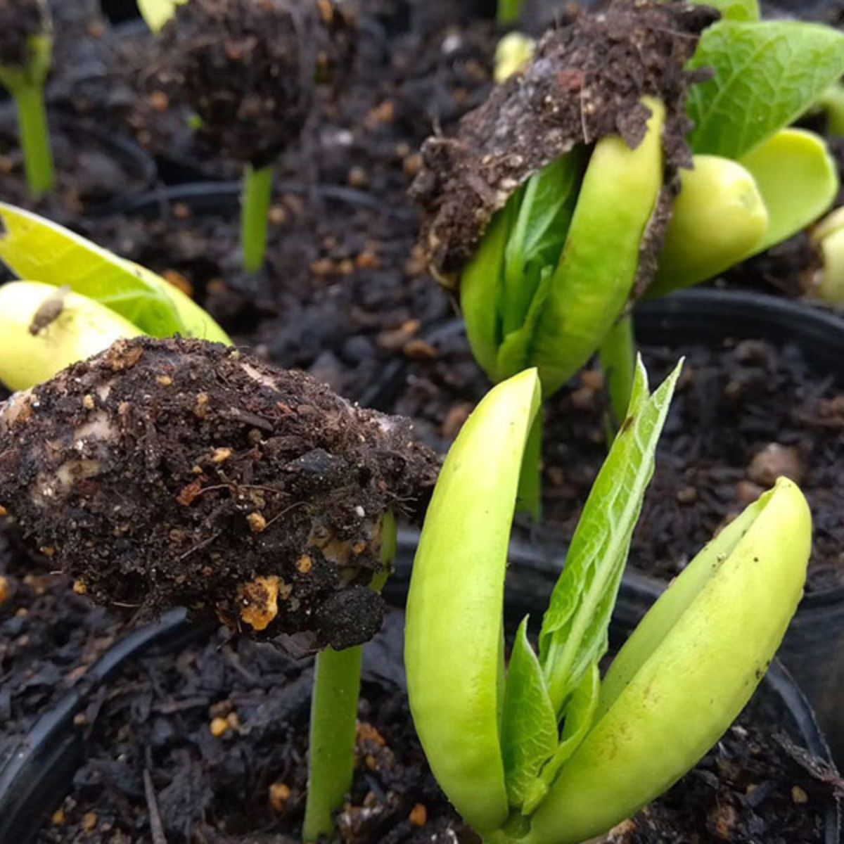 ＜12ヵ月定期便＞野菜 詰め合わせ (7〜8種) | 野菜 野菜詰合せ 野菜セット 詰め合わせ 詰合せ セット おいしい おすすめ プレゼント ギフト お取り寄せ オーガニックファーム所沢農人 埼玉県 所沢市