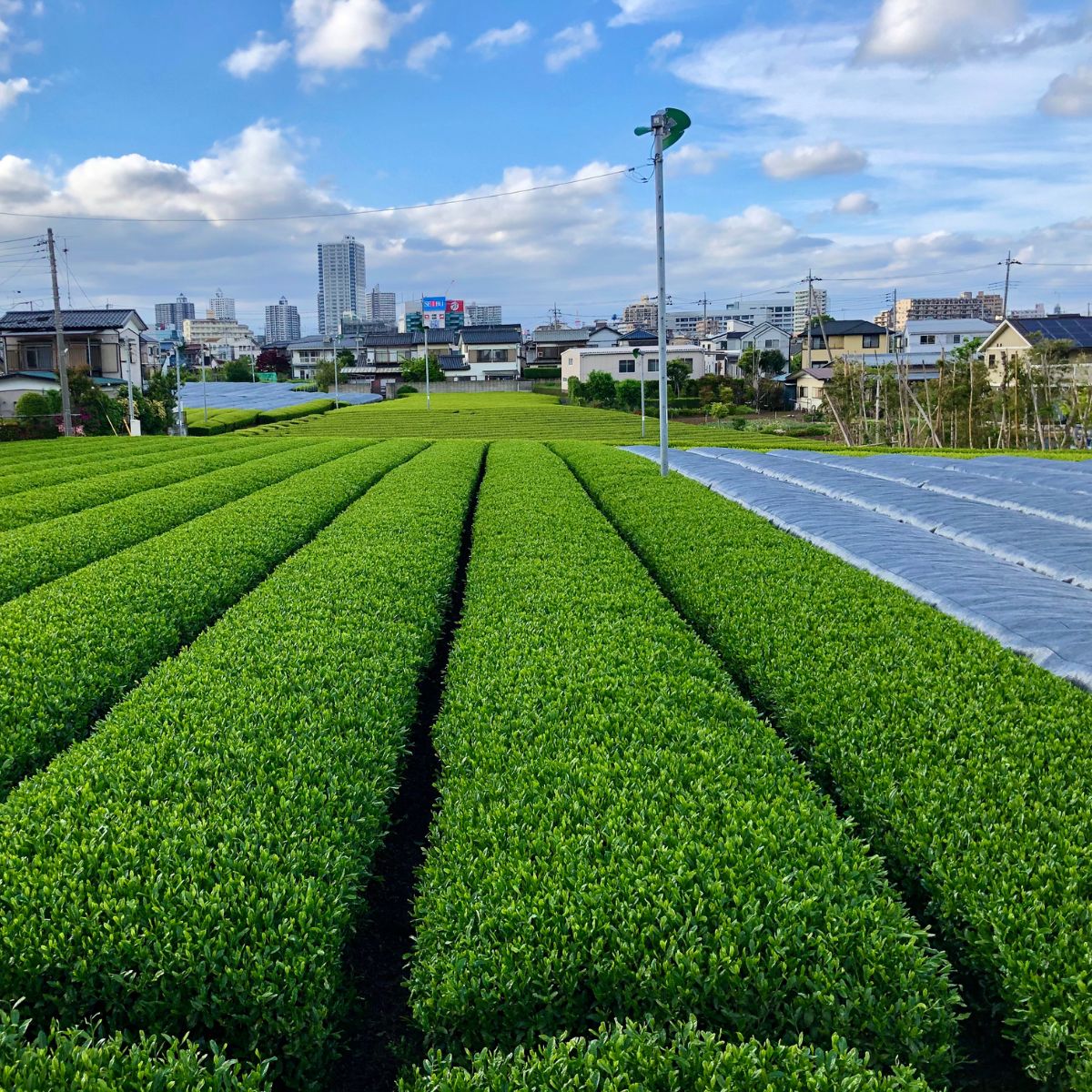 狭山茶 所沢ぐり茶 蕾(つぼみ) 3袋セット | 茶 お茶 日本茶 緑茶 玉緑茶 ぐり茶 茶葉 濃厚 コク 香り 風味 まろやか 美味しい おすすめ ギフト お土産 プレゼント  コンテスト 華やか 埼玉県 所沢市