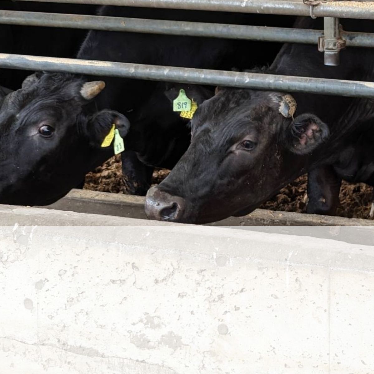 所沢牛使用！ベコ屋のたかちゃんビーフカレー 200g×5袋 見沢フーズ | カレー レトルト レトルトカレー ビーフ ビーフカレー 1000g 牛肉 肉 ギフト 贈答 自宅用 贈り物 プレゼント 国産 おかず 埼玉県 所沢市