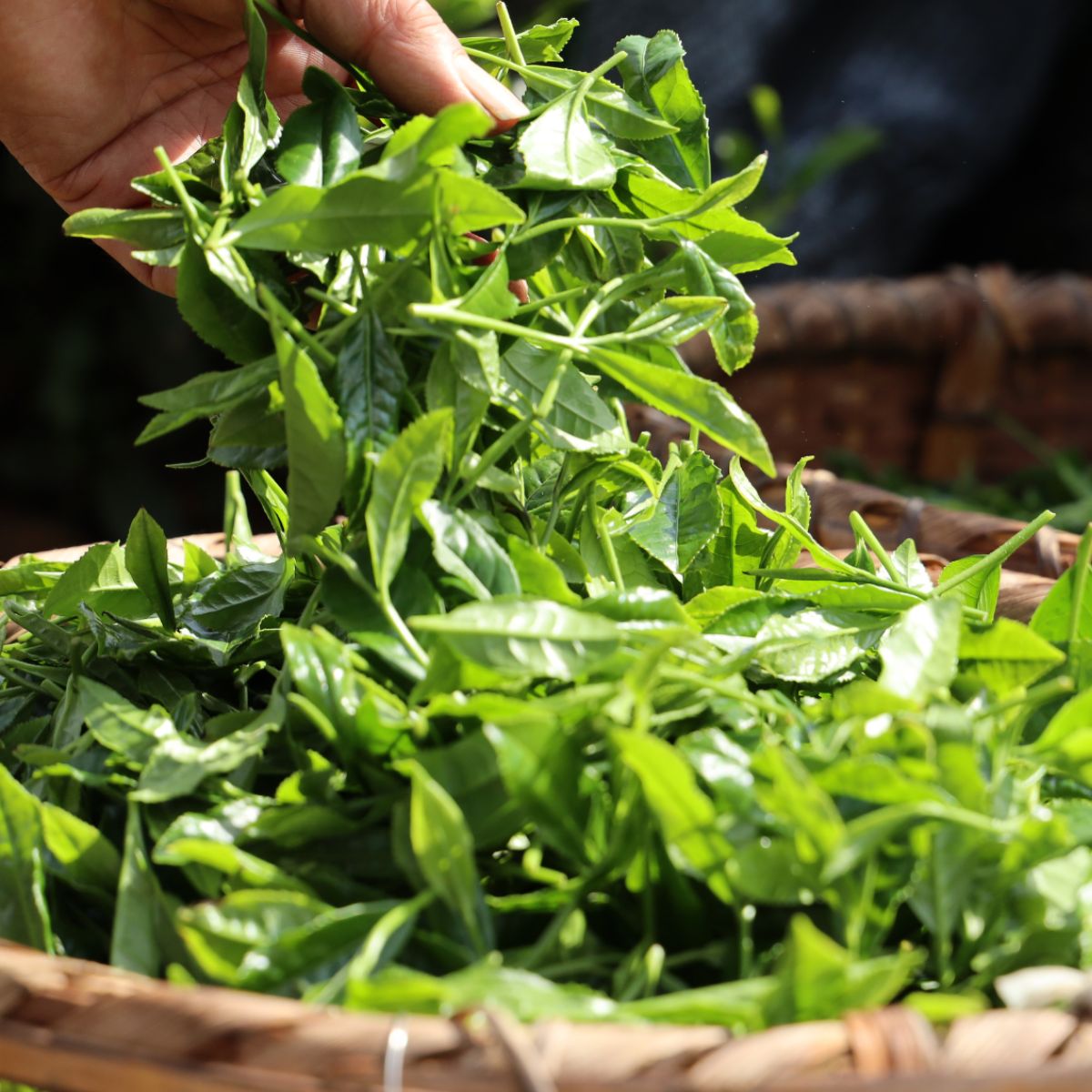 狭山茶 深い味わいを楽しむ 上級煎茶 100g×3袋 | 狭山茶 煎茶 緑茶 茶 ほうじ茶 紅茶 水出し 低温 大容量 小分け 茶の丸国園 埼玉県 所沢市