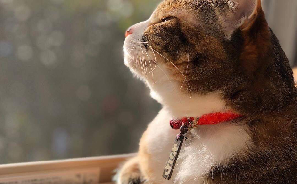 åå
¥ã æŒææžãæ (黿ª) äž | æšæ æš æ ææžã ã¹ãã©ãã ããŒãã«ã㌠ããŒã ã¿ã° ç¥ã ç¥ ãŸã€ã ç¥èŒ¿ ã¿ãã ãããã é»å£ æŒ ããã ç± å æ±æž æ±æžæå ç± å ãã¬ãŒã³ã ã®ãã èŽç èšå¿µå å¯èŽå äººæ° ãããã æ±æžæåã æ¡åºµ åŒçç ææ²¢åž