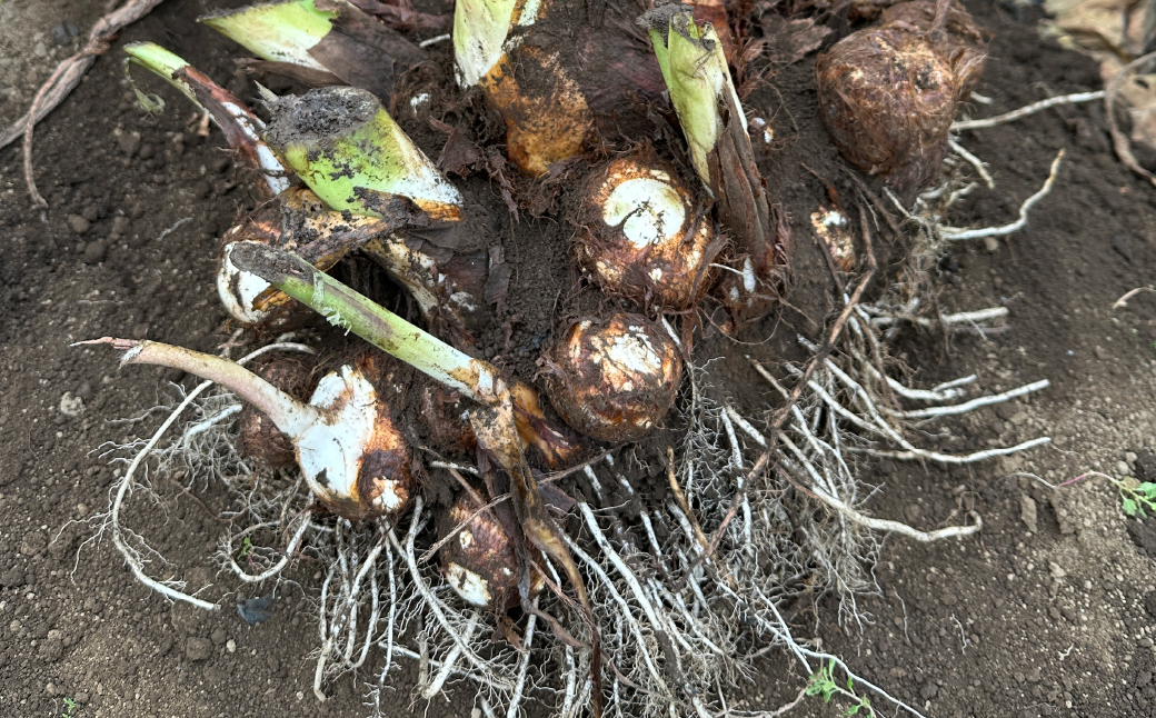 ＜定期便＞Farm Prideが育てた旬の野菜定期便 計5回 | 人参 にんじん ニンジン キャロット じゃがいも キタアカリ インカのめざめ ノーザンルビー 里芋 枝豆 野菜 緑黄色野菜 サラダ マリネ スムージー スティック 料理 煮物 カレー シチュー ジュース カロテン ビタミン 産地直送 おいしい おすすめ 埼玉県 所沢市