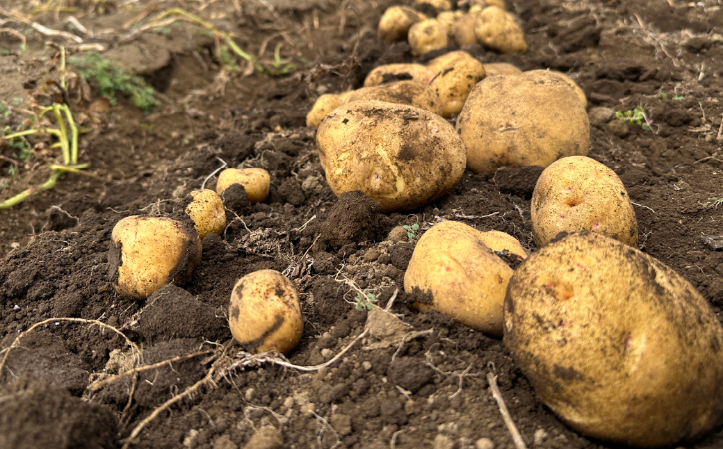 ＜定期便＞Farm Prideが育てた旬の野菜定期便 計5回 | 人参 にんじん ニンジン キャロット じゃがいも キタアカリ インカのめざめ ノーザンルビー 里芋 枝豆 野菜 緑黄色野菜 サラダ マリネ スムージー スティック 料理 煮物 カレー シチュー ジュース カロテン ビタミン 産地直送 おいしい おすすめ 埼玉県 所沢市