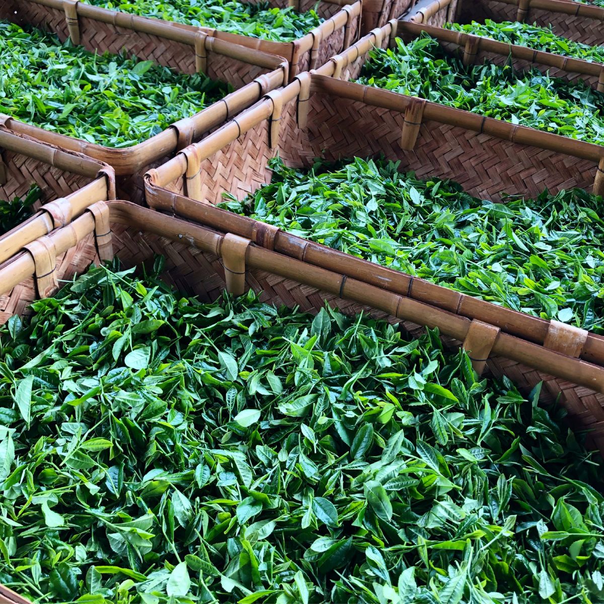 狭山茶 所沢ぐり茶 蕾(つぼみ) 3袋セット | 茶 お茶 日本茶 緑茶 玉緑茶 ぐり茶 茶葉 濃厚 コク 香り 風味 まろやか 美味しい おすすめ ギフト お土産 プレゼント  コンテスト 華やか 埼玉県 所沢市