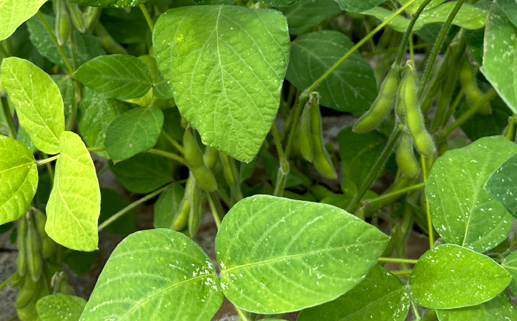 ＜定期便＞Farm Prideが育てた旬の野菜定期便 計5回 | 人参 にんじん ニンジン キャロット じゃがいも キタアカリ インカのめざめ ノーザンルビー 里芋 枝豆 野菜 緑黄色野菜 サラダ マリネ スムージー スティック 料理 煮物 カレー シチュー ジュース カロテン ビタミン 産地直送 おいしい おすすめ 埼玉県 所沢市