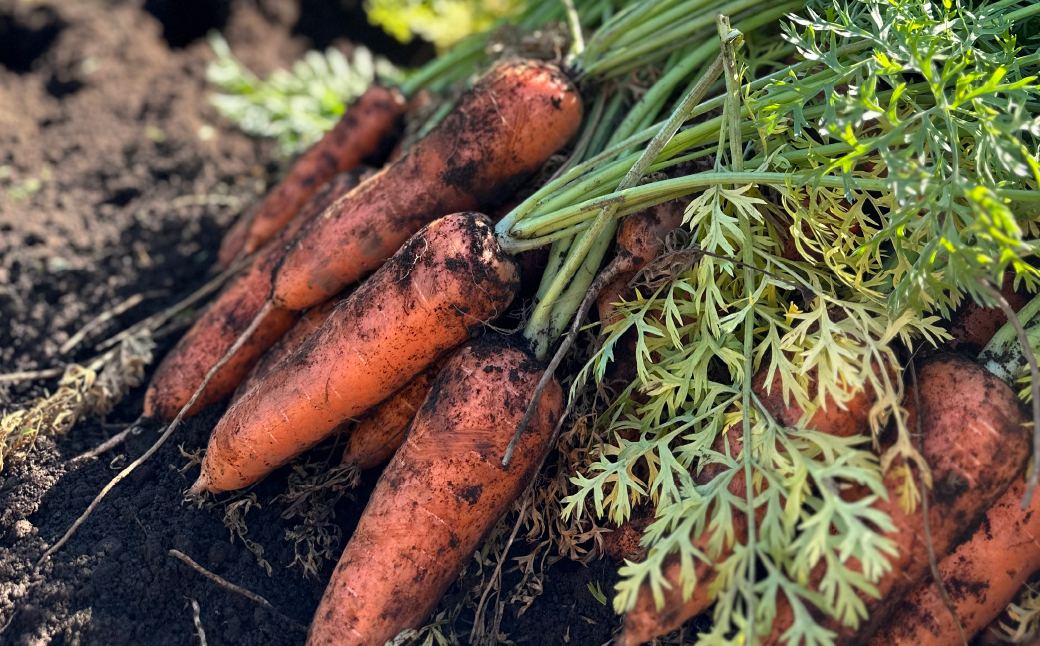 ＜定期便＞Farm Prideが育てた旬の野菜定期便 計5回 | 人参 にんじん ニンジン キャロット じゃがいも キタアカリ インカのめざめ ノーザンルビー 里芋 枝豆 野菜 緑黄色野菜 サラダ マリネ スムージー スティック 料理 煮物 カレー シチュー ジュース カロテン ビタミン 産地直送 おいしい おすすめ 埼玉県 所沢市